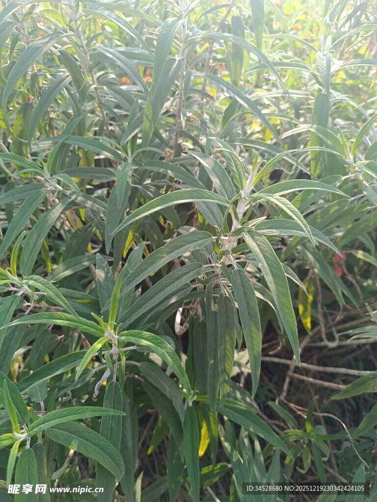 田间繁茂的绿色植物