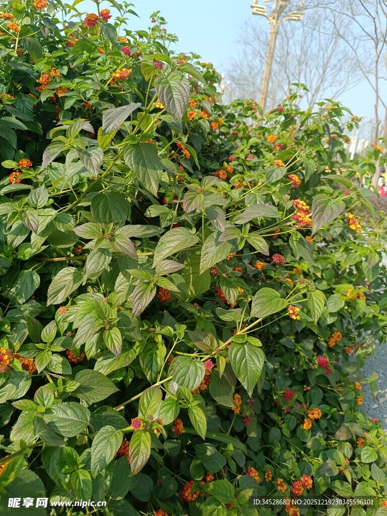 绿叶间的橙红果实