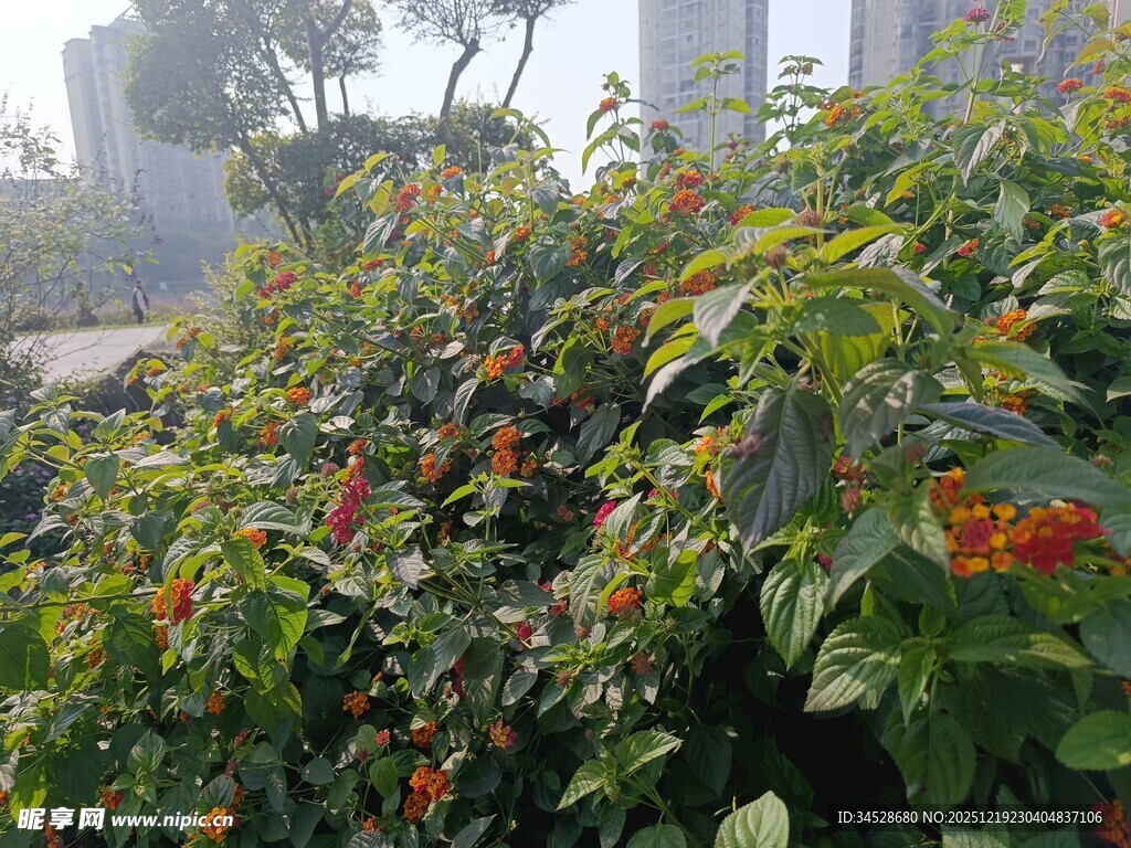 绿叶间的橙红果实