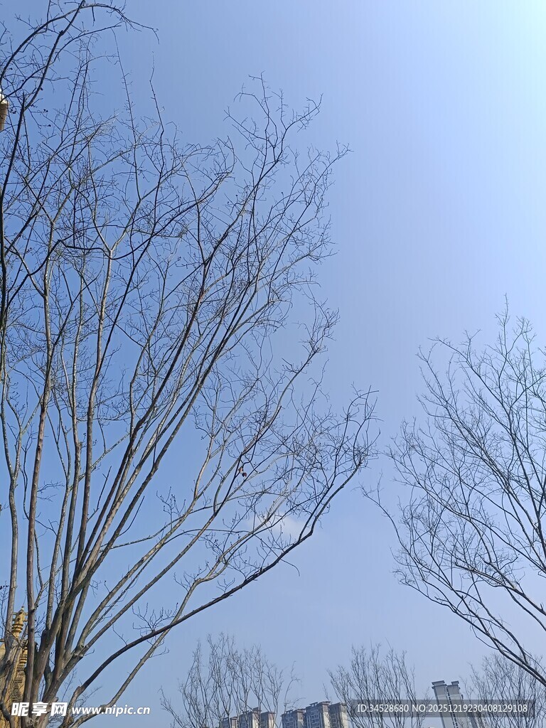 冬日光秃树枝与蓝天景象