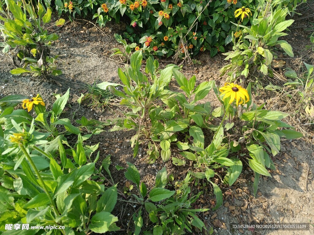田野中的黄色小花植物
