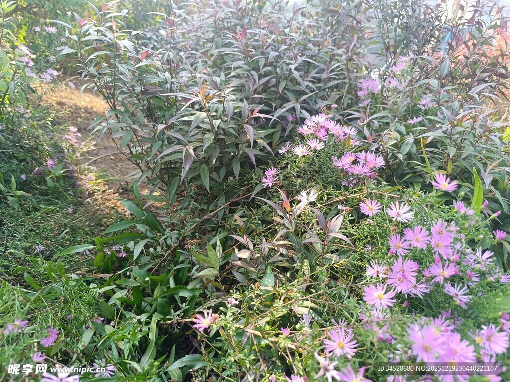 繁花盛开的植物美景