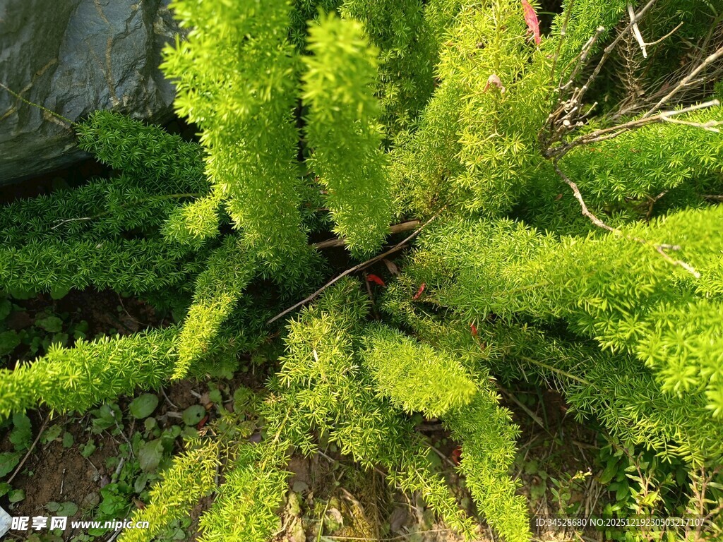翠绿丛生苔藓植物特写