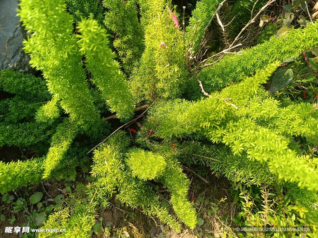 翠绿丛生植物特写