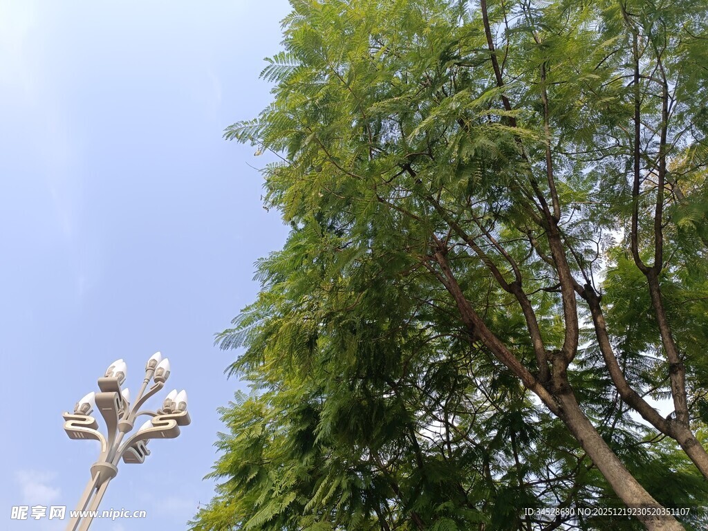 绿树蓝天旁的照明路灯