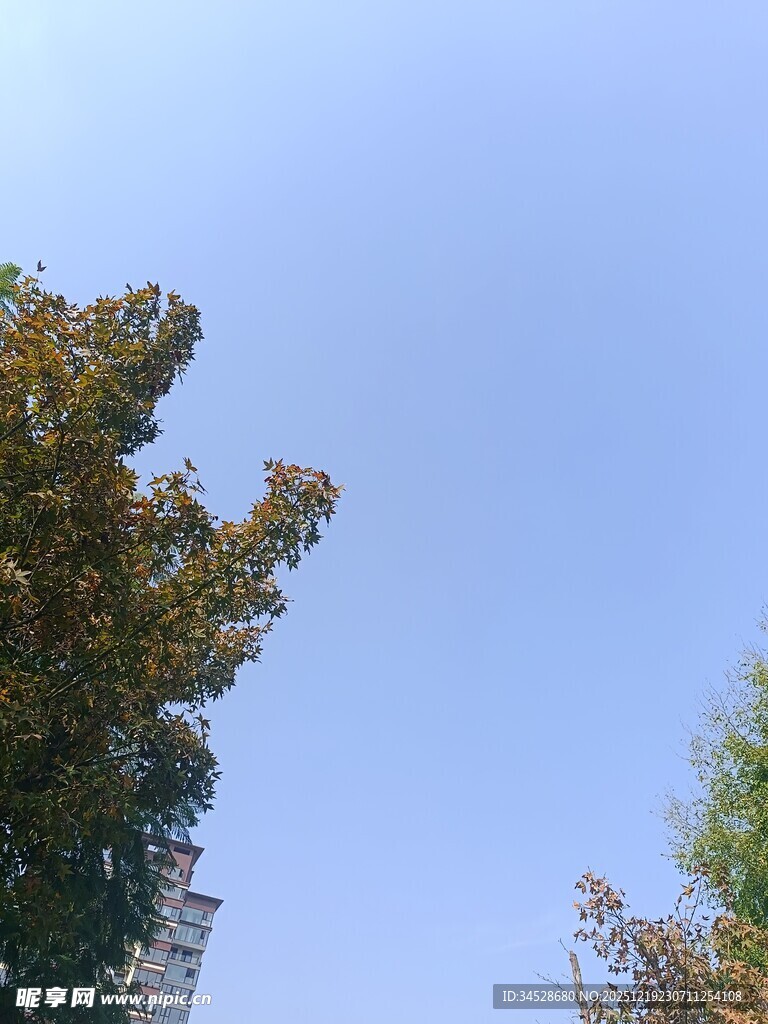 蓝天映衬下的葱郁树冠