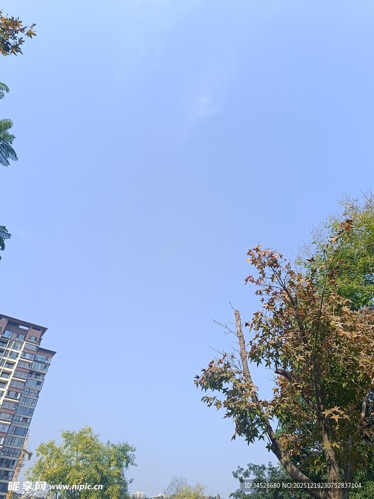 城市中树木与高楼的景致