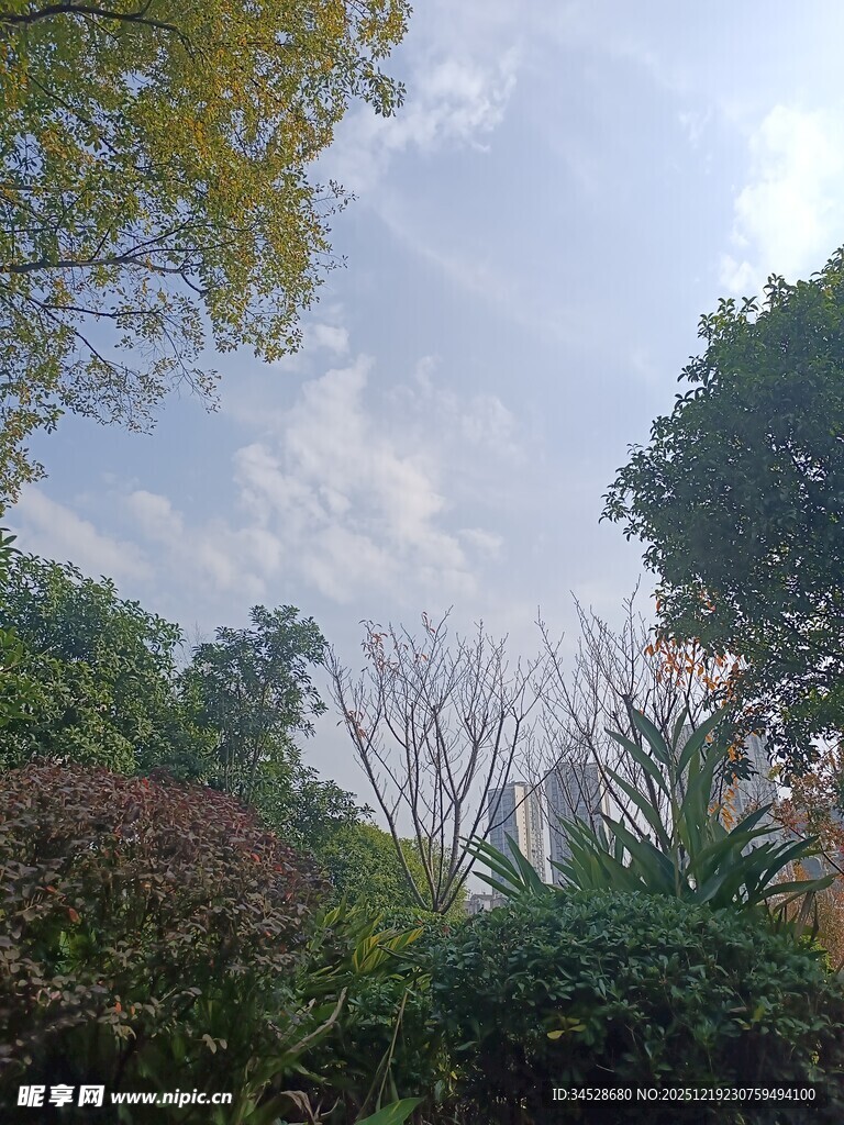 户外繁茂绿植与天空景象