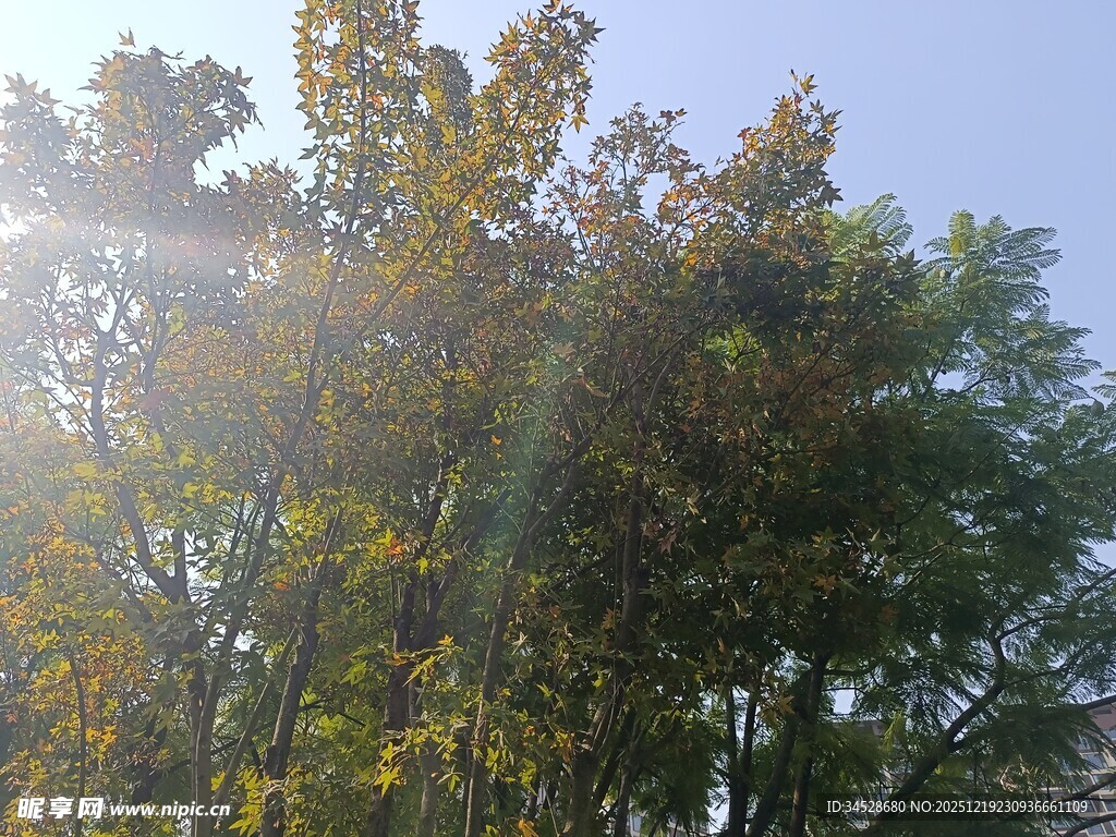 阳光照耀下的葱郁树木