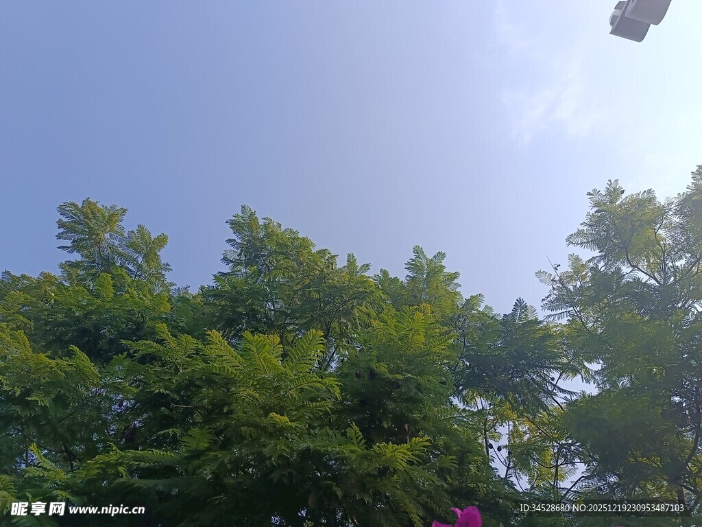 阳光下的绿树繁花