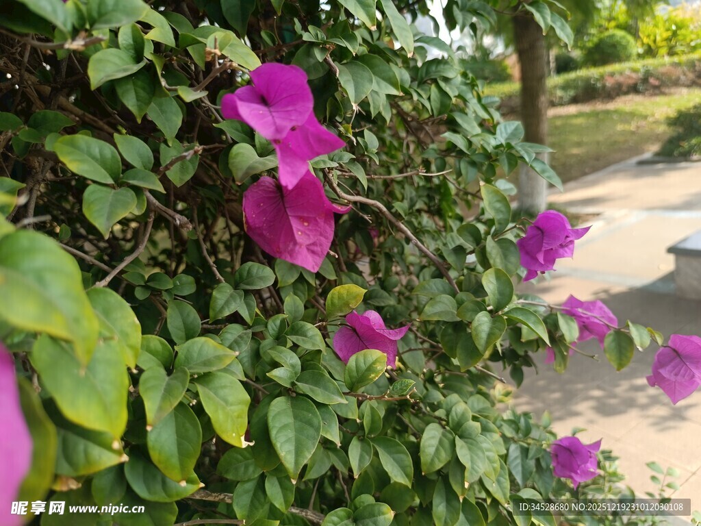 绽放的紫色三角梅景观