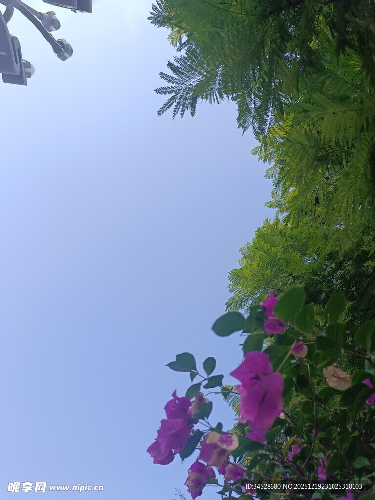 仰视繁花绿树蓝天美景