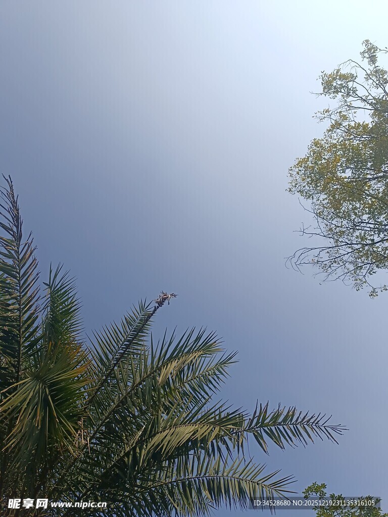 仰视下的棕榈树与蓝天