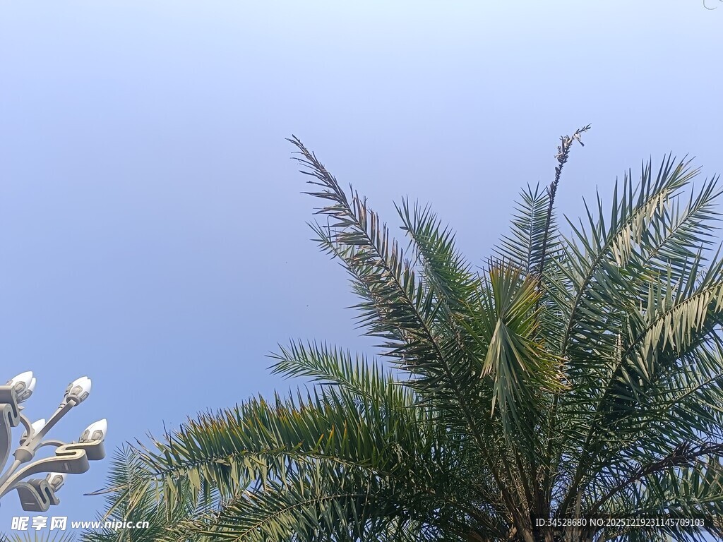 蓝天映衬下的棕榈树