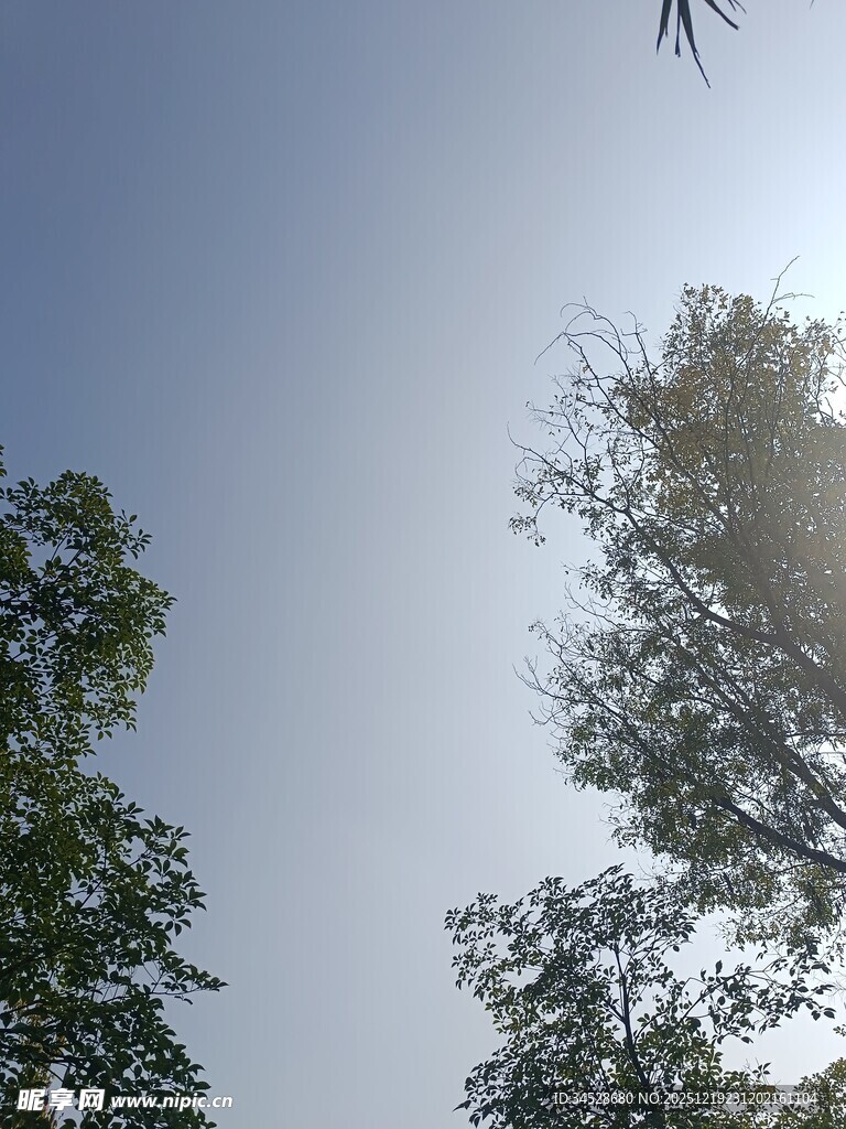 阳光下的绿树与蓝天