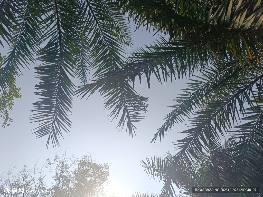 透过棕榈叶看天空