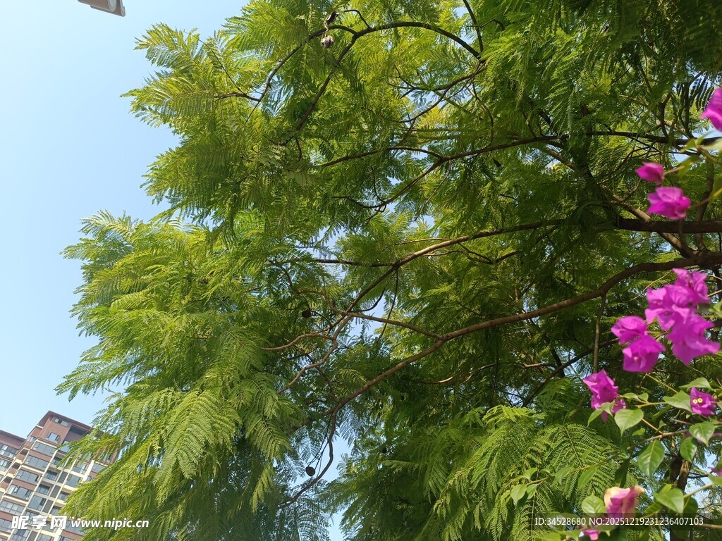 绿树繁花映衬城市天际