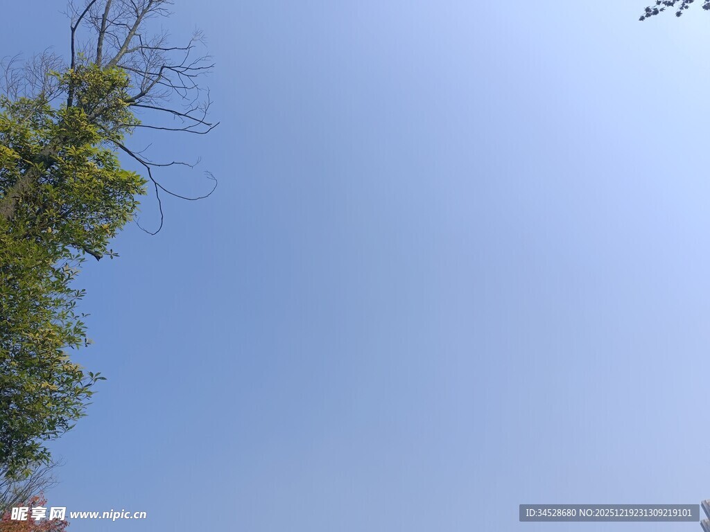 蓝天映衬下的葱郁树梢