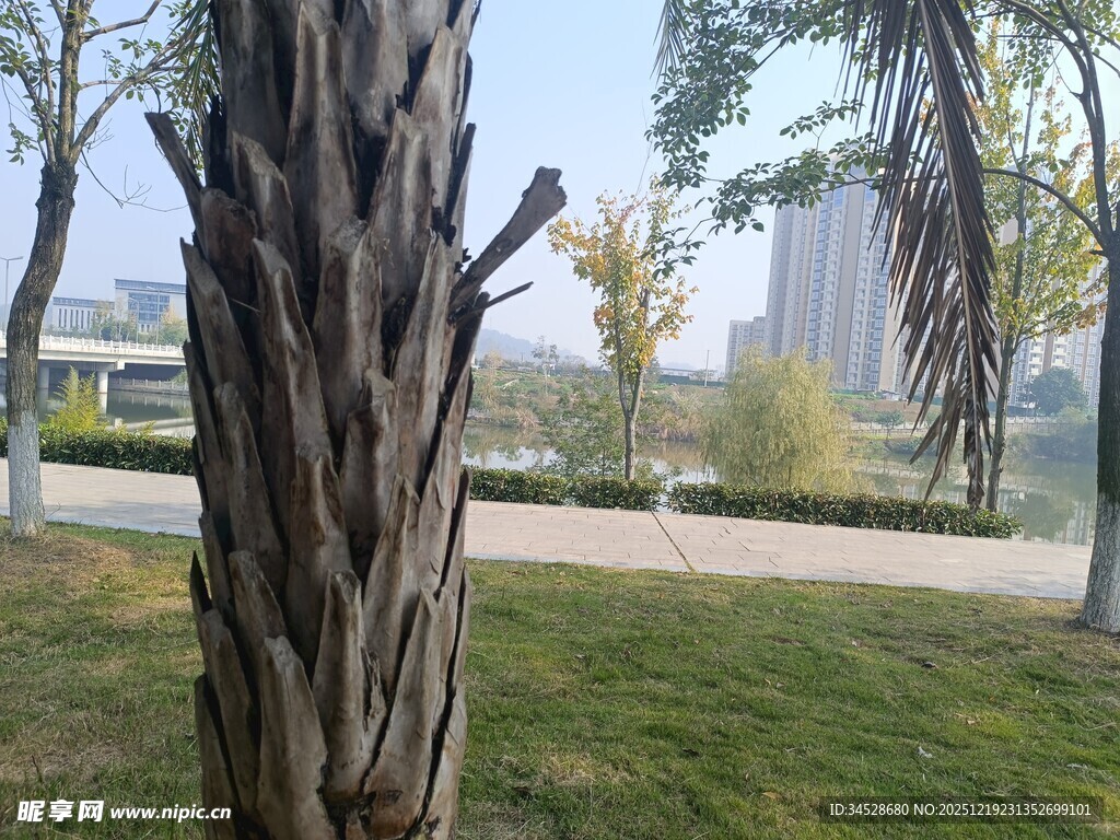 公园中粗壮斑驳的树干