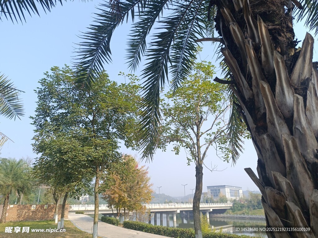 户外棕榈树与周边景致