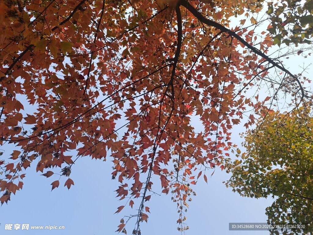 秋日红枫映蓝天