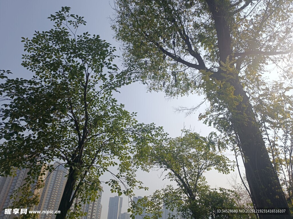 阳光洒落绿树间