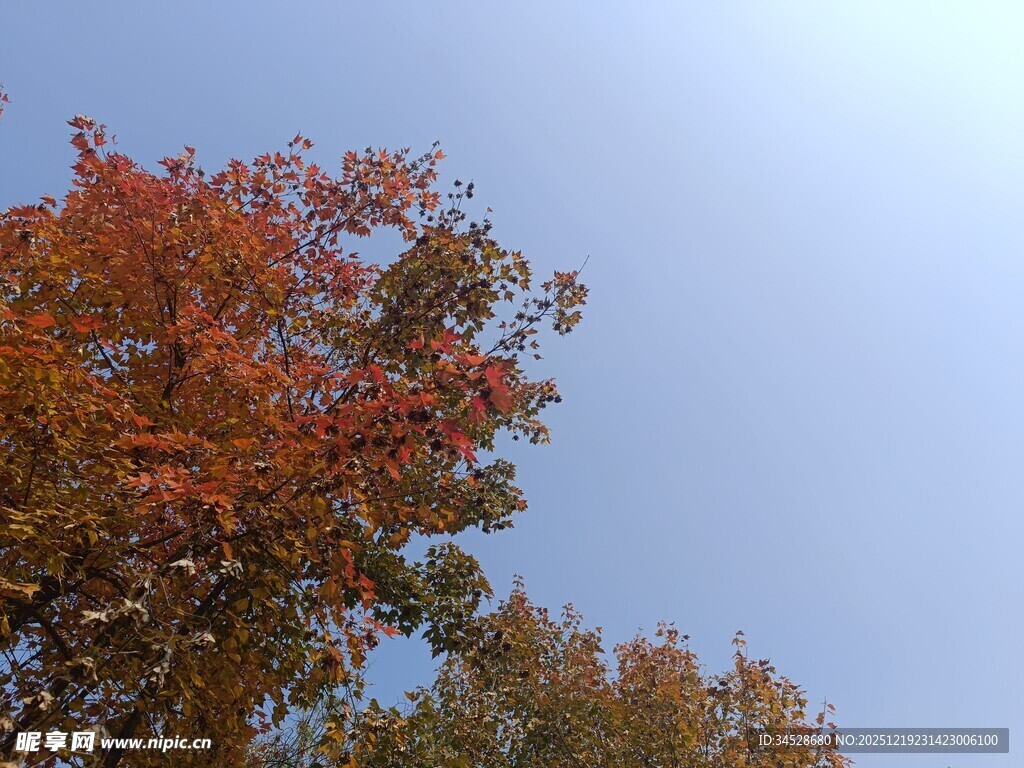秋日红叶蓝天美景