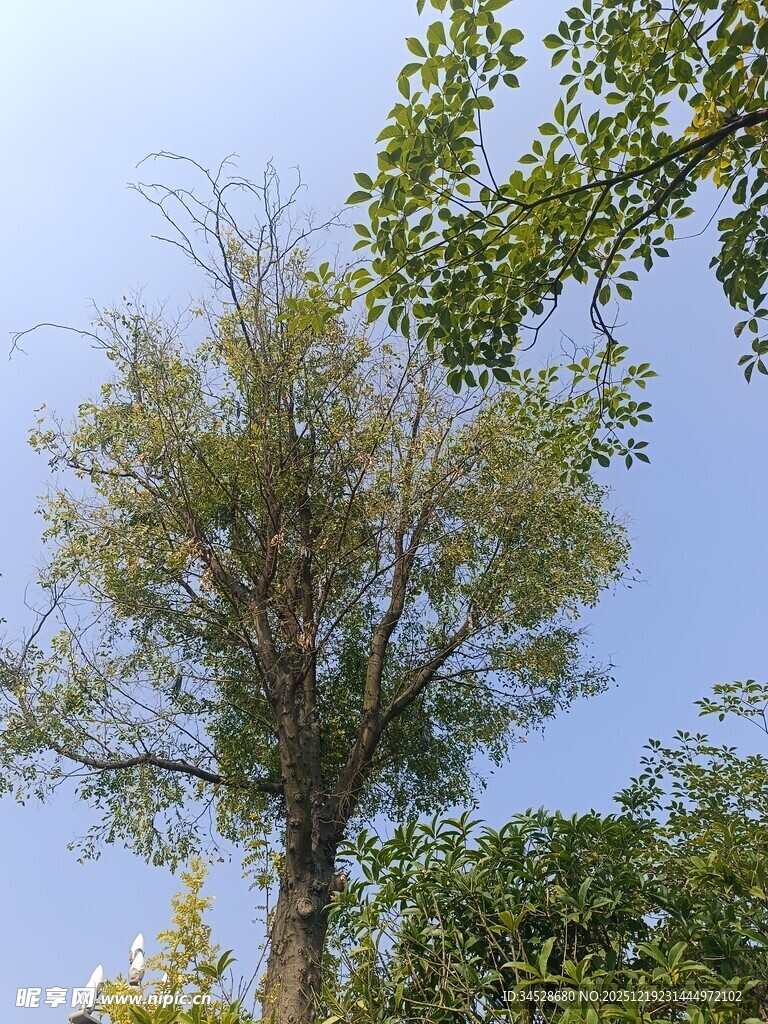 蓝天映衬下的葱郁树木