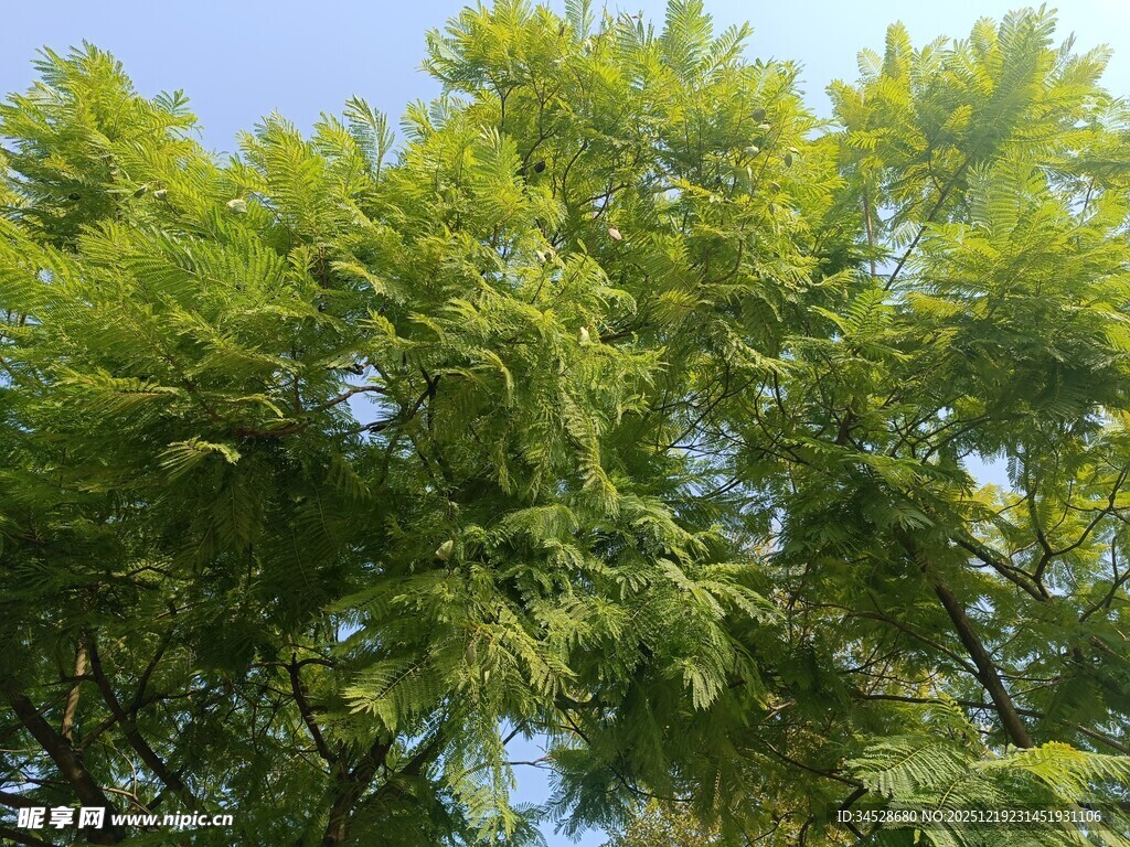 翠绿繁茂的树冠