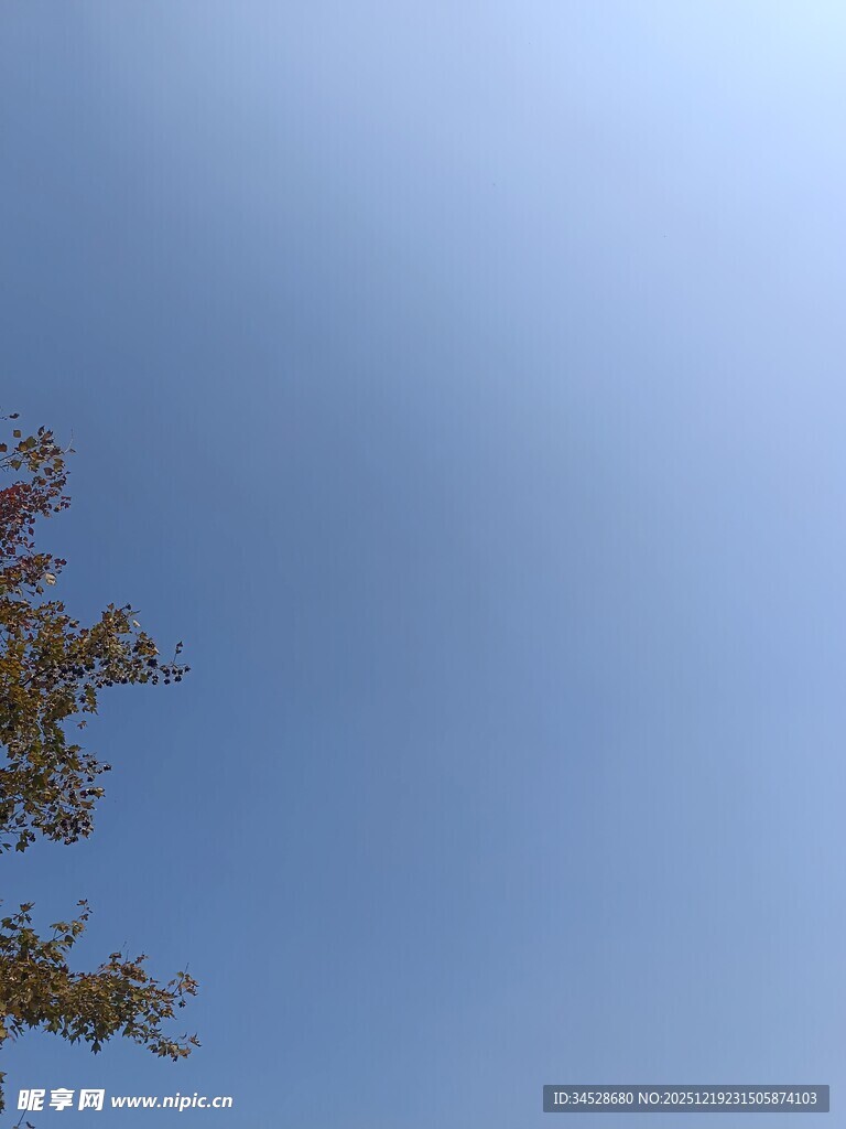 蓝天映衬下的枝叶