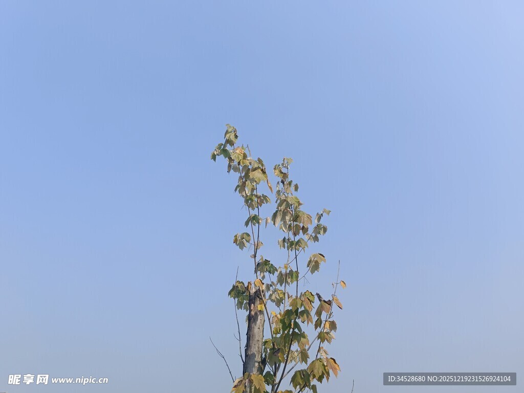 蓝天映衬下的挺拔树木