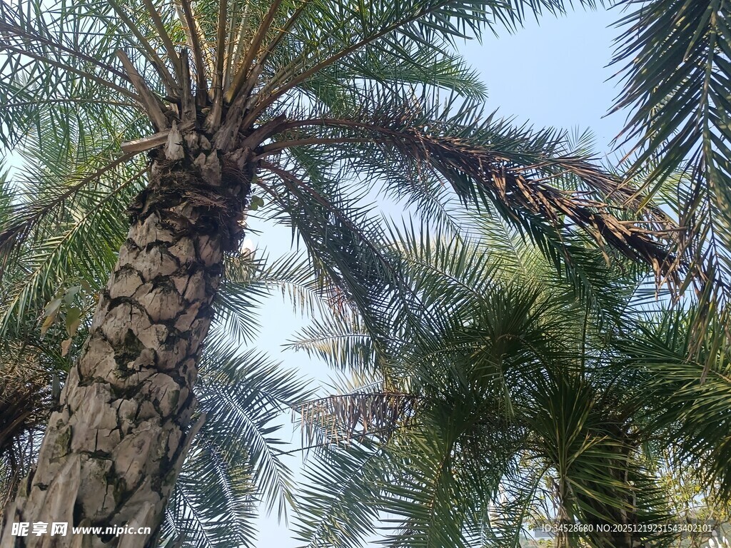 高大挺拔的棕榈树景观