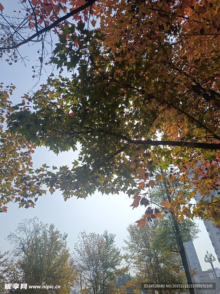 秋日树林斑斓树冠美景