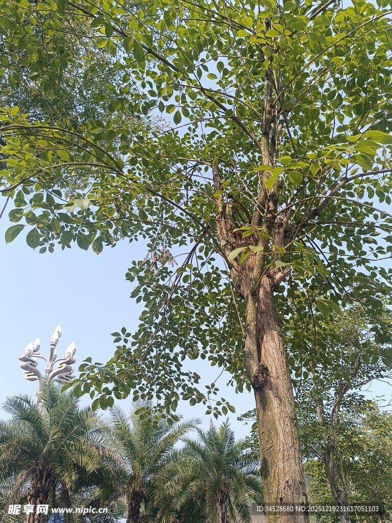 高大绿树与蓝天相映成趣