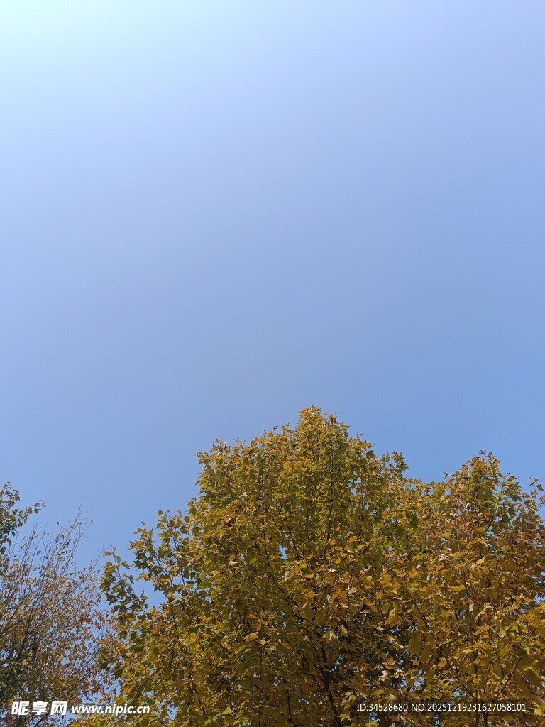 秋日蓝天与金黄树木