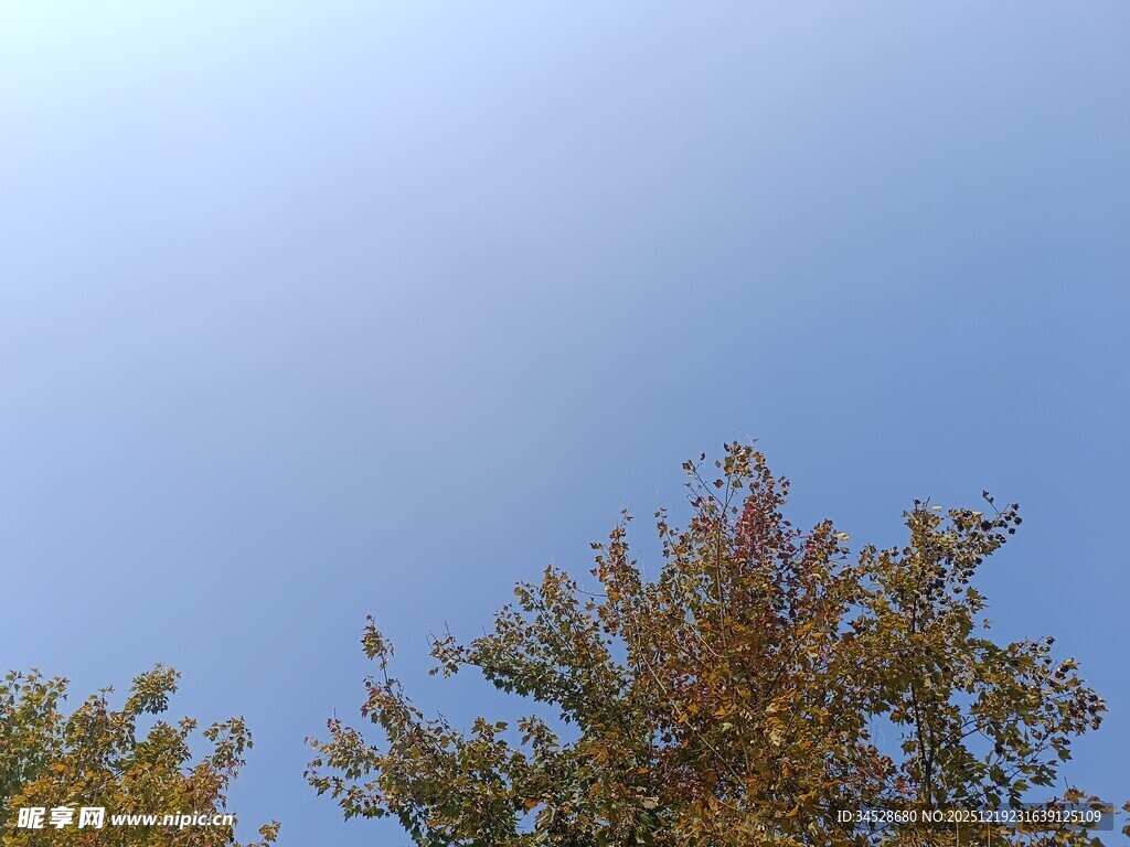 蓝天映衬下的多彩树木