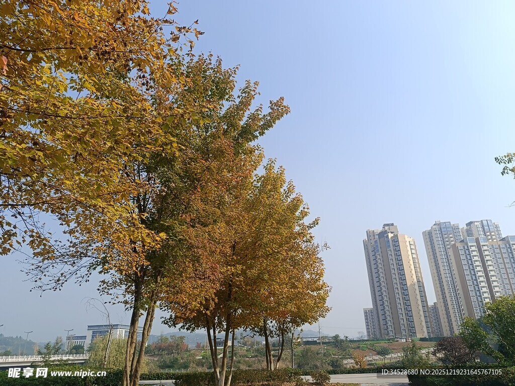 秋日城市旁的金黄树木