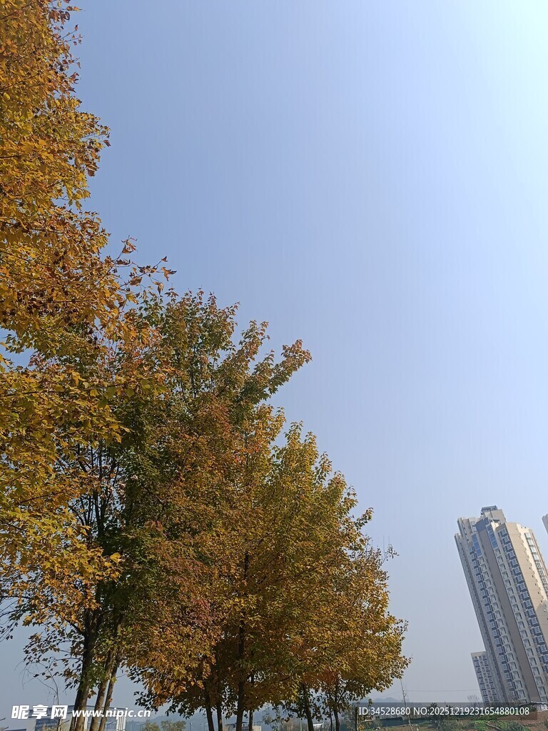 秋日银杏与远处高楼