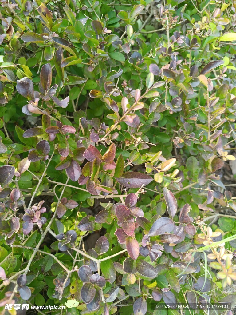 多彩繁茂的植物景观
