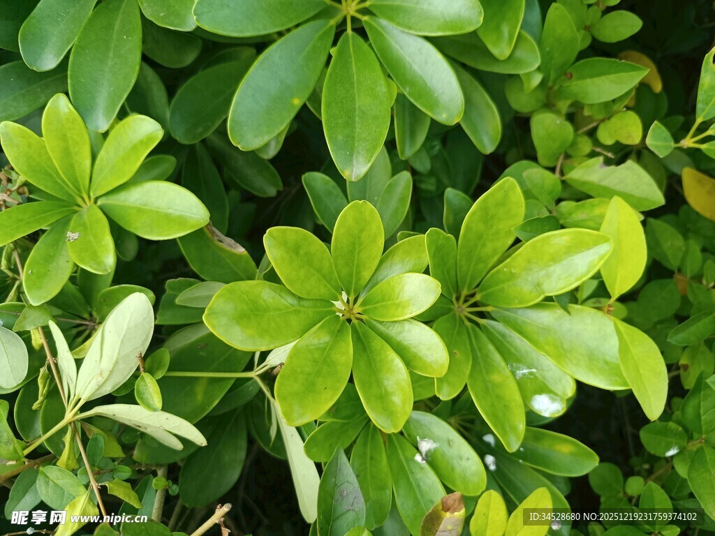 翠绿蓬勃的簇生植物叶片