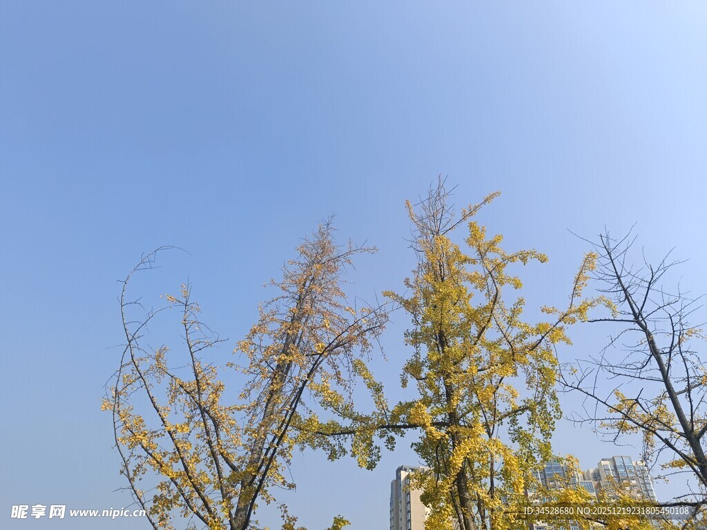 秋日银杏树枝映蓝天