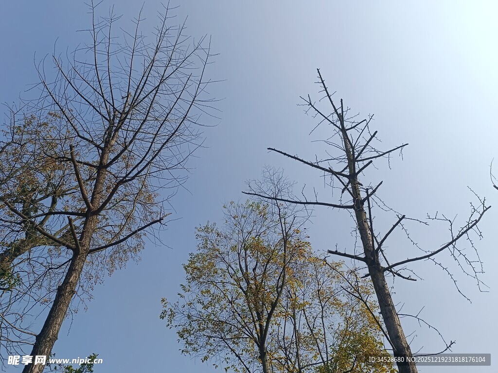 冬日枯树蓝天景象