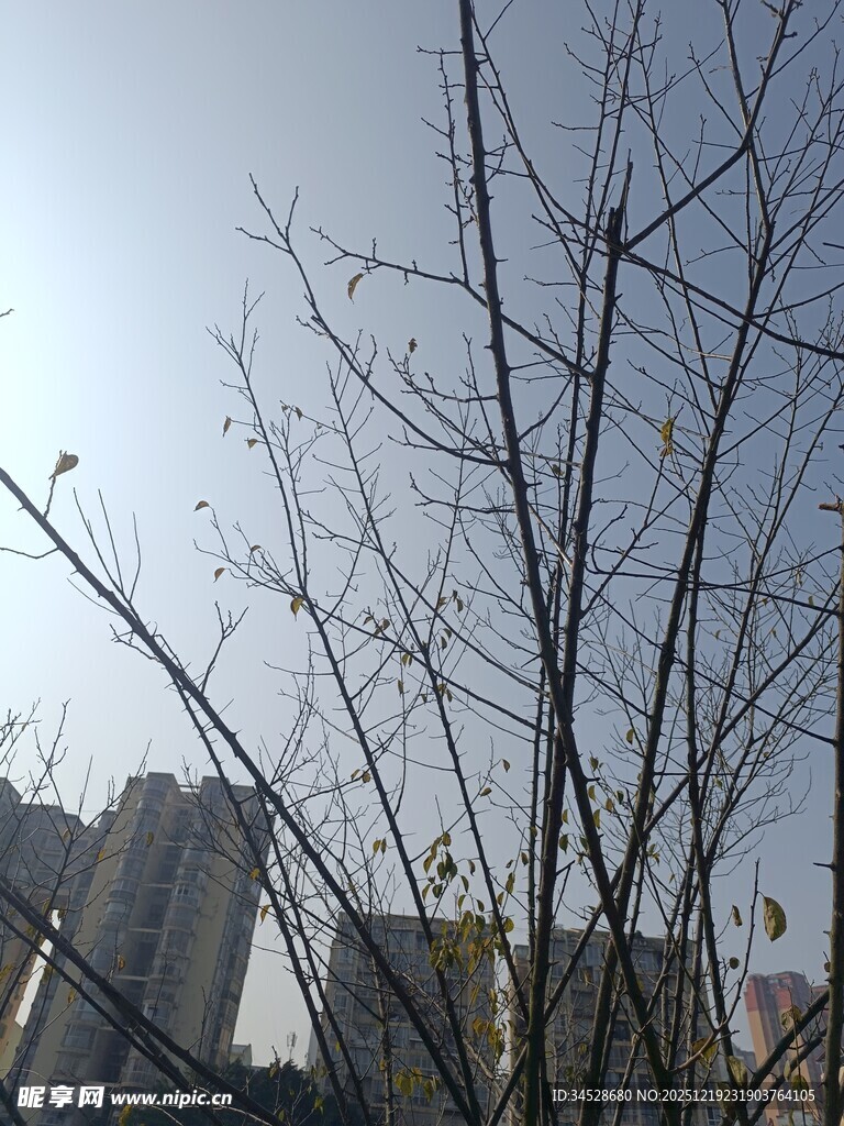 冬日光秃树枝与远处高楼