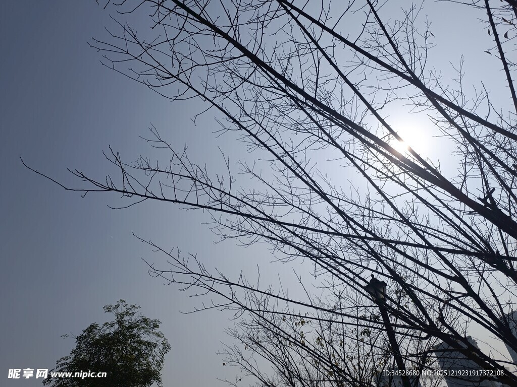 冬日光秃树枝与明亮阳光