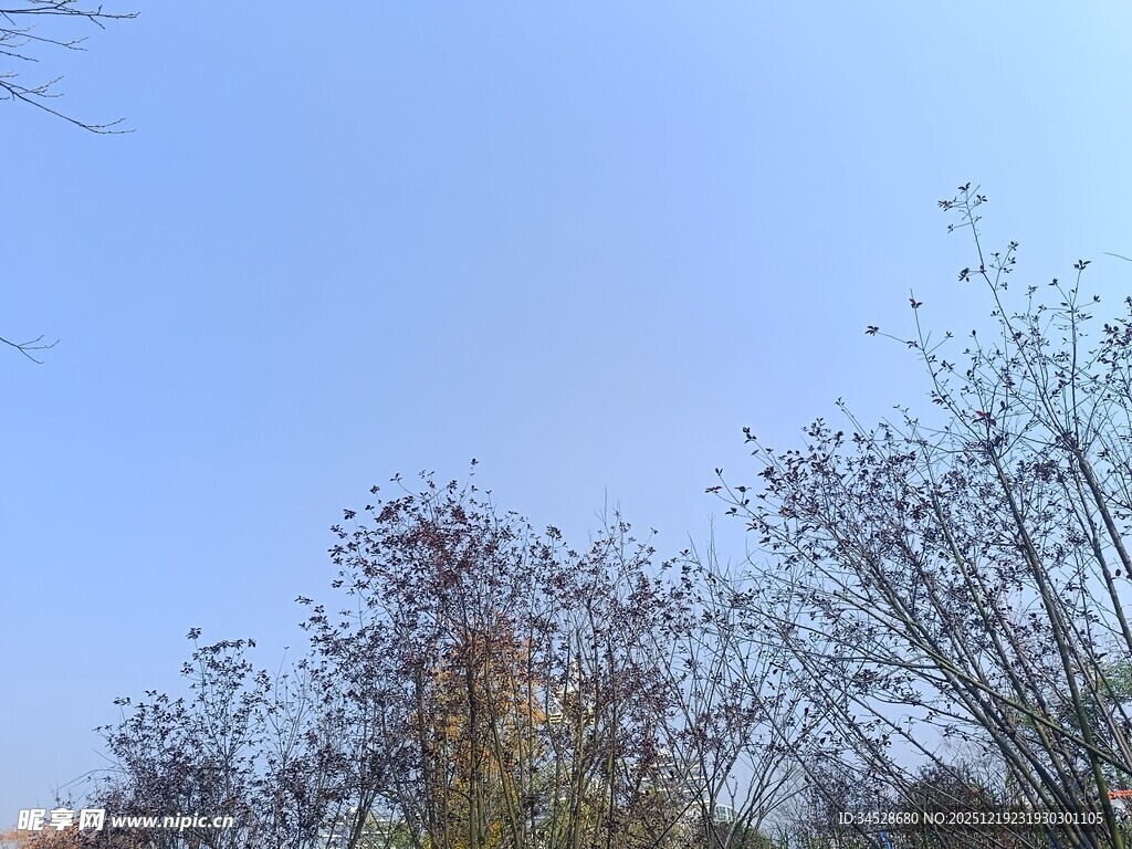 蓝天映衬下的稀疏树木