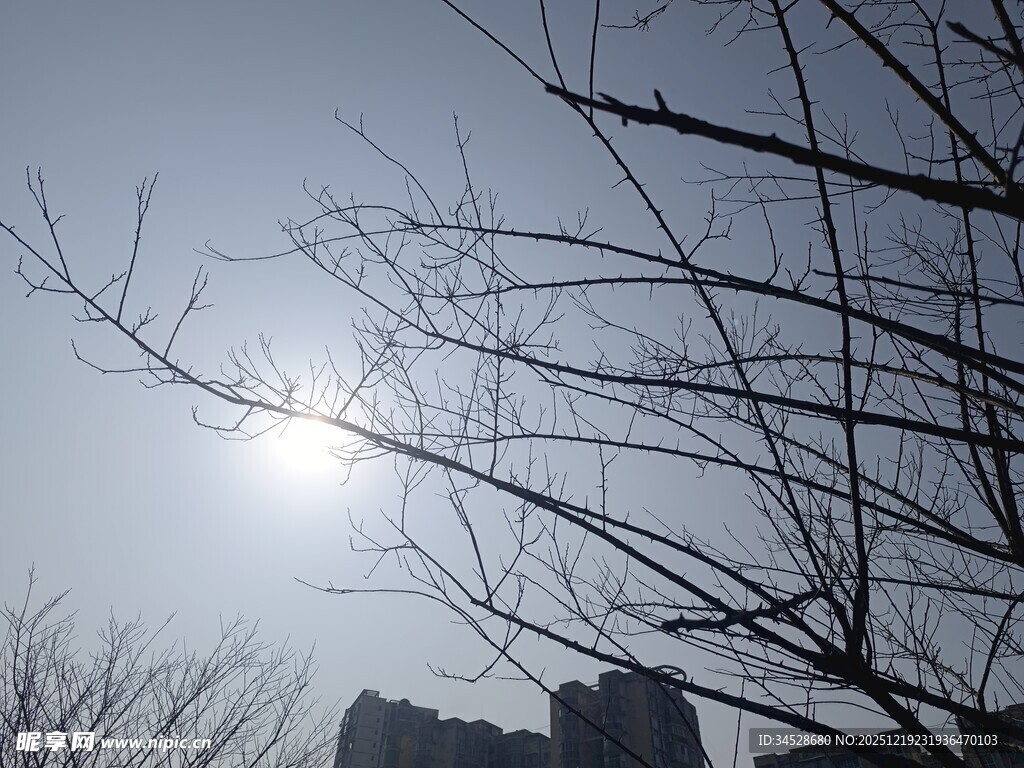 冬日树枝间的暖阳景象