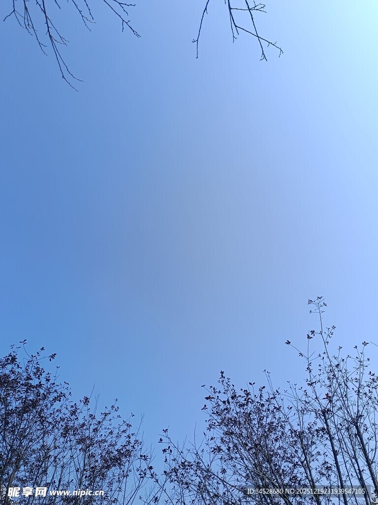 蓝天映衬下的稀疏树枝