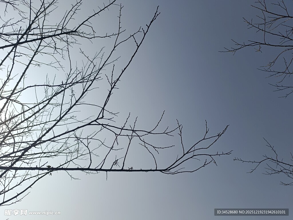 冬日树枝映衬灰蓝天际