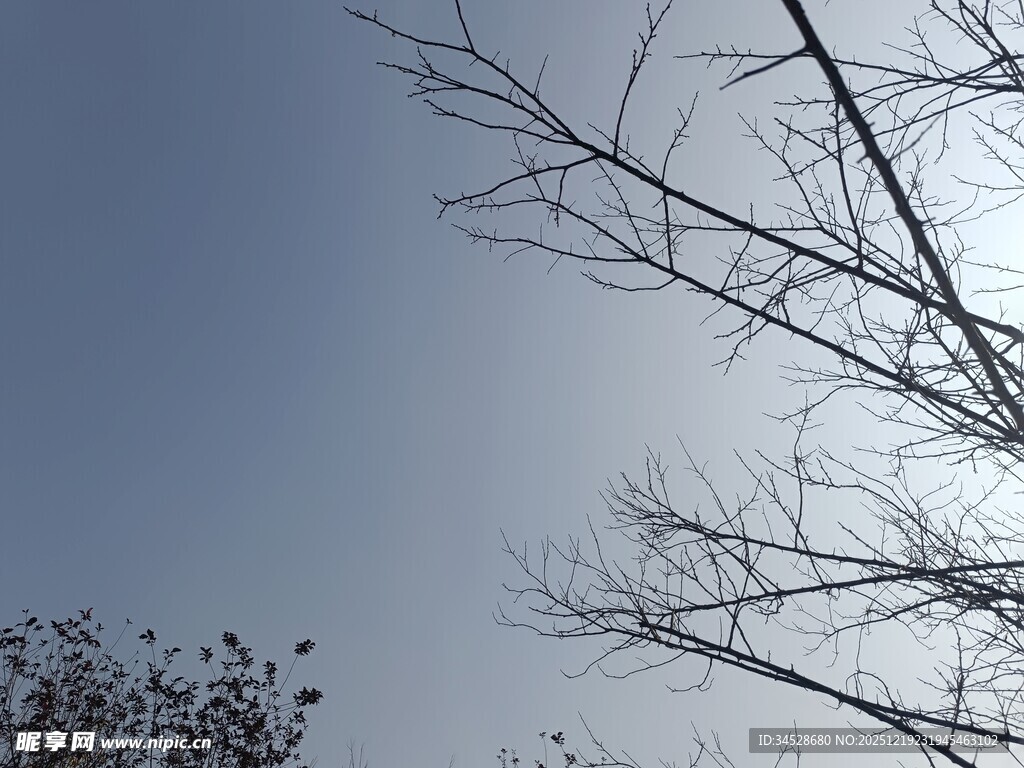 冬日枯树枝与蓝天景象