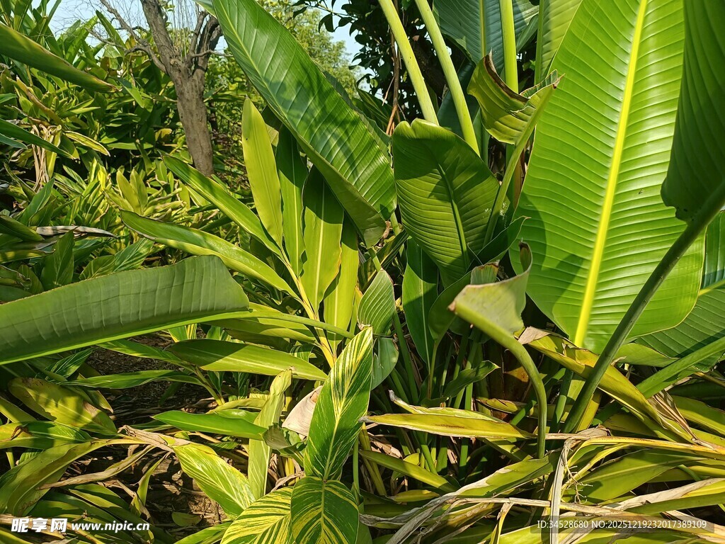 茂盛的热带绿植景象